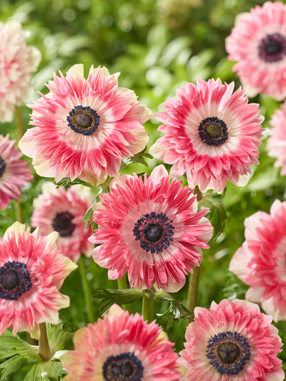 Anemone Fullstar Rouge/Blanc