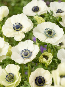 Anemone Galilee Blanc