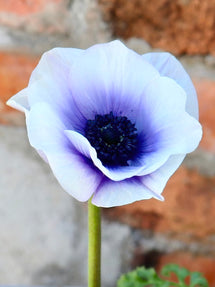 Anemone Rainbow Bleu/Blanc