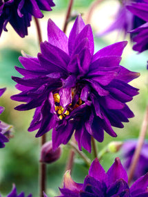 Ancolie Blue Barlow (Aquilegia)