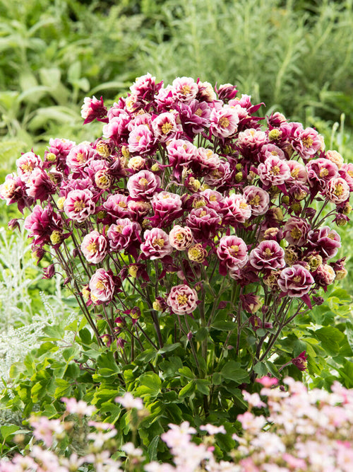 Ancolie Winky Red and White (Aquilegia)