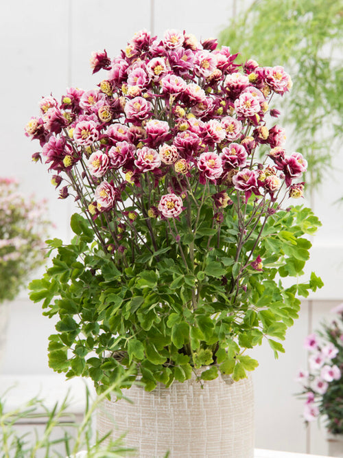 Ancolie Winky Red and White (Aquilegia)