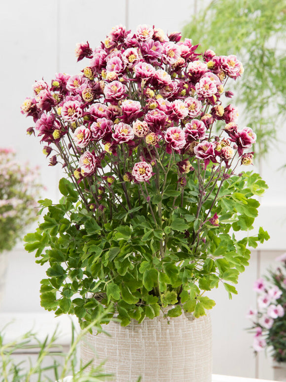 Ancolie Winky Red and White (Aquilegia)