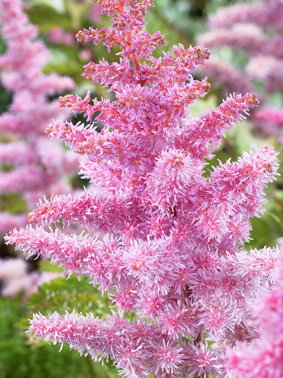 Astilbe (Fausse spirée) Heart and Soul