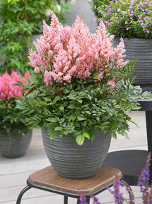 Astilbe (Fausse spirée) Look At Me