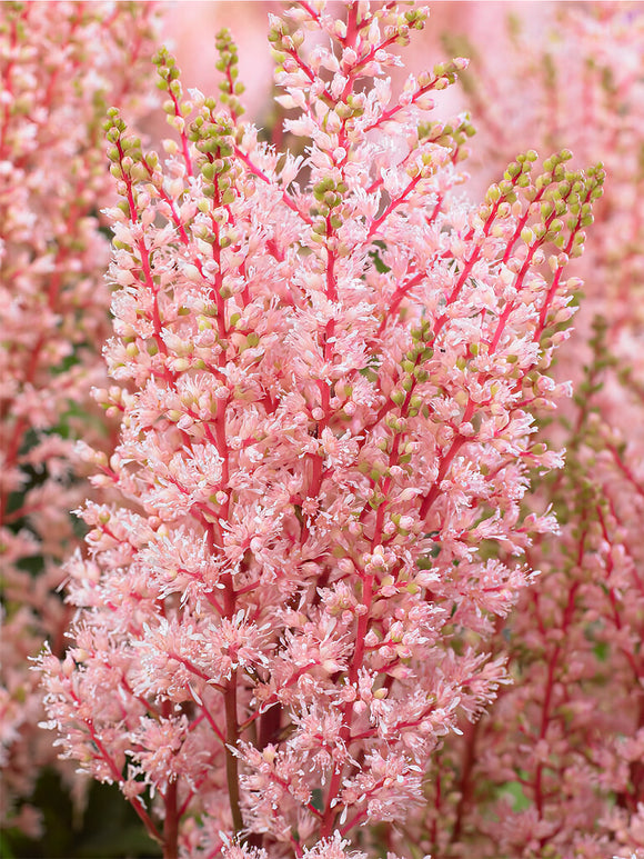 Acheter Astilbe Close Harmony de Hollande