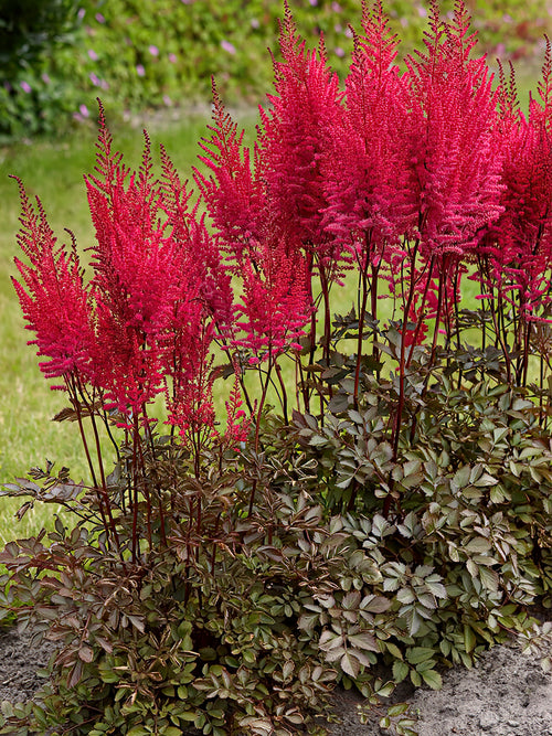 Acheter Astilbe (Fausse spirée) Close Harmony de Hollande