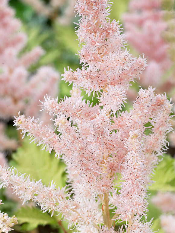 Acheter Astilbe (Fausse spirée) 'Milk and Honey'