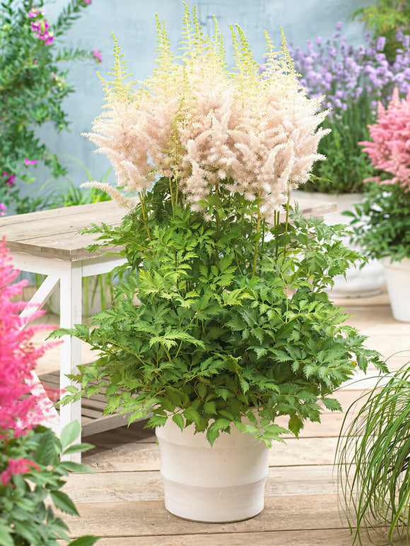 Acheter Astilbe Milk and Honey de Hollande
