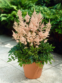 Astilbe (Fausse spirée) Peach Blossom