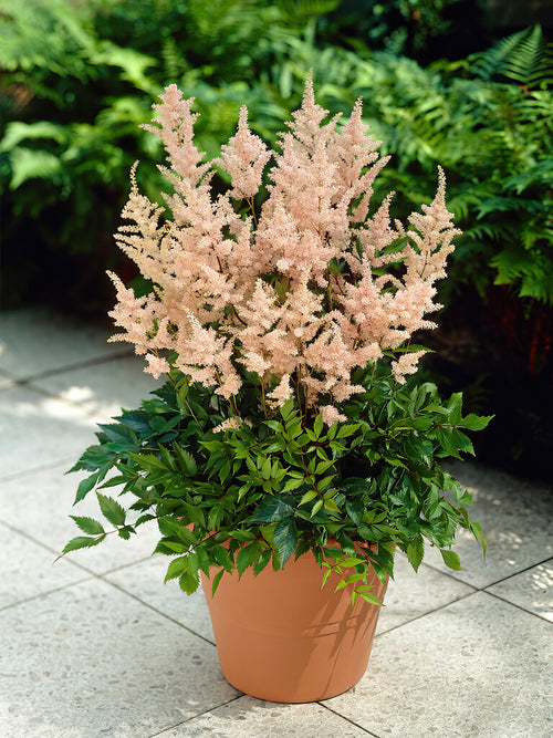 Acheter Astilbe Close Harmony de Hollande