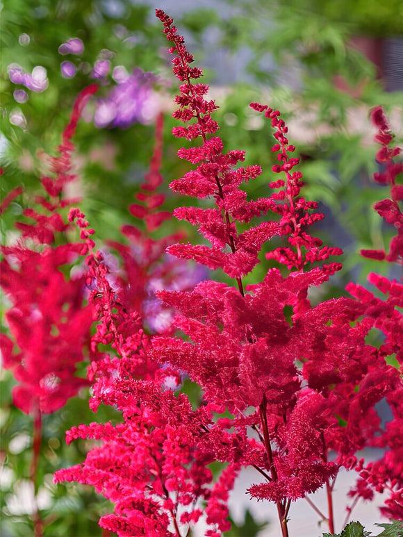 Astilbes (Fausse spirée) Vulcano