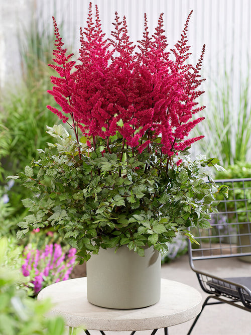 Astilbes Fausse spirée Vulcano Rouge