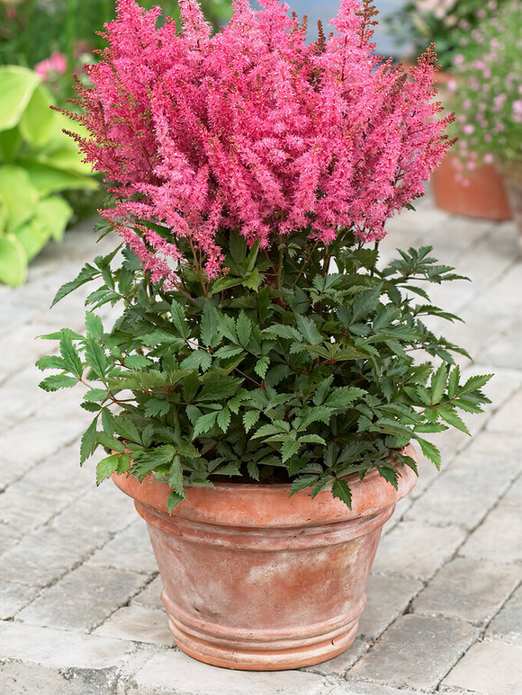 Fausse spirée Younique Pink