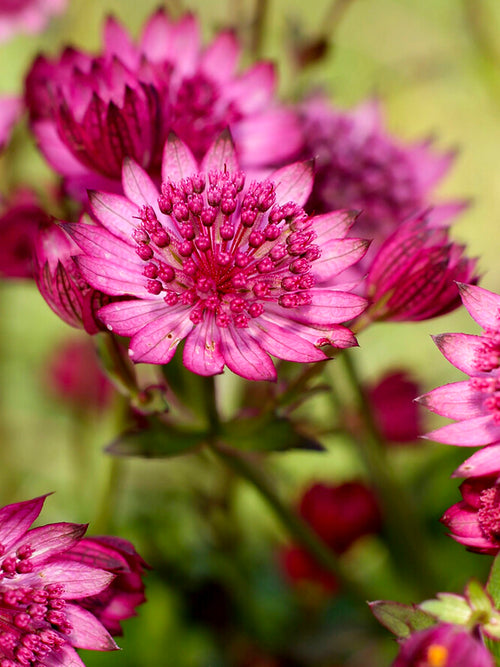 Acheter Astrance (Astrantia) major 'Cerise Button', livraison au printemps