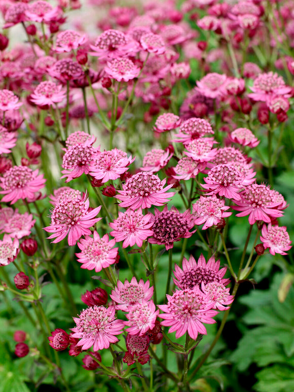 Astrance 'Cerise Button' vivace pour le soleil ou la mi-ombre