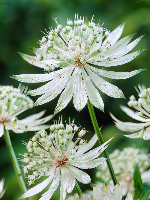 Astrantia Major Shaggy racines nues