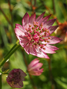 Astrance (Astrantia) Major Sparkling Stars Pink