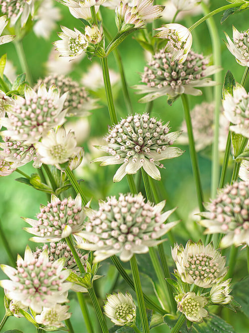 Astrance (Astrantia) Major Star of Billion de Hollande