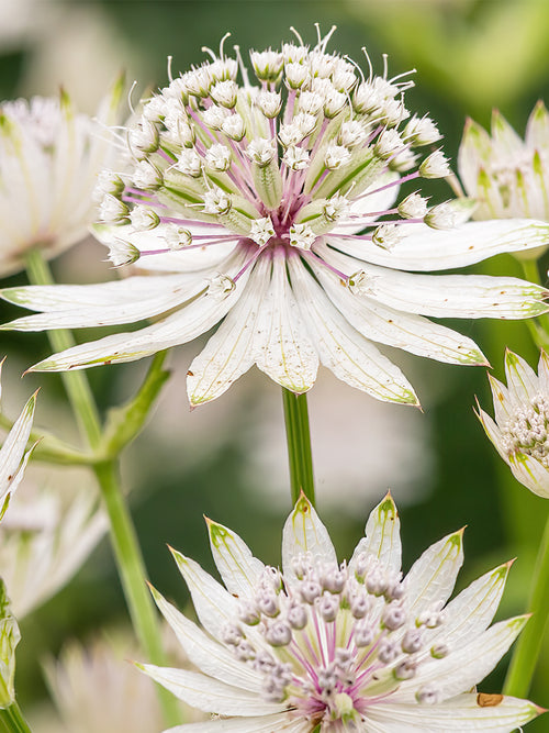 Astrantia Superstar Astrance (Astrantia) | racines nues