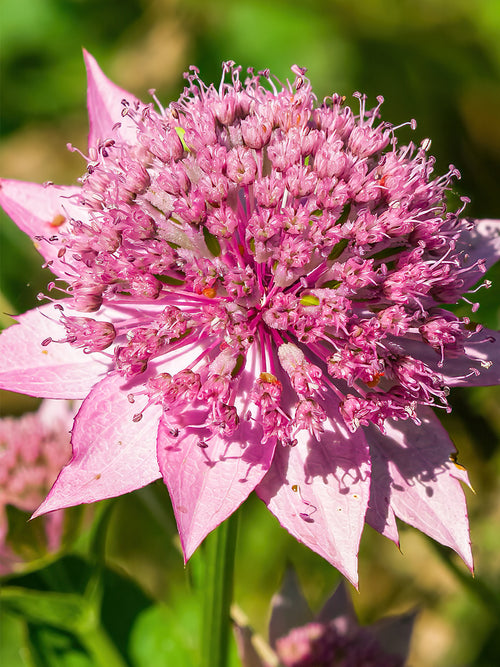 Astrantia Major Venice - Expédié sous forme de racines nues au printemps