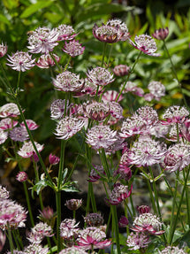Astrance (Astrantia) Midnight Owl