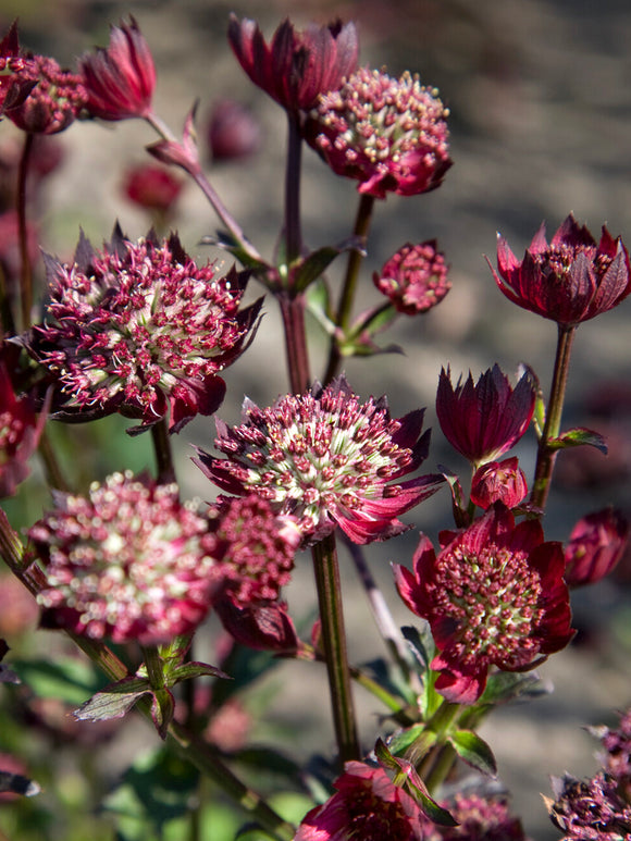 Astrance major 'Moulin Rouge' pour massifs et jardins de cottage