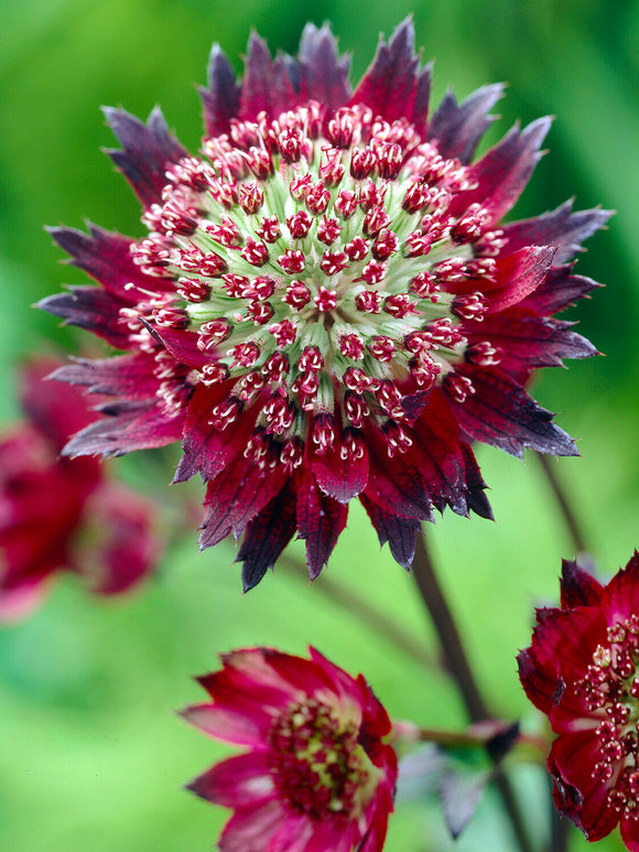 Astrance 'Moulin Rouge' rouge foncé en pleine floraison