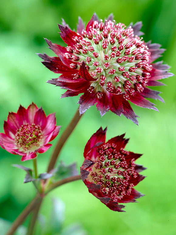 Acheter Astrance (Astrantia) major 'Moulin Rouge', livraison au printemps