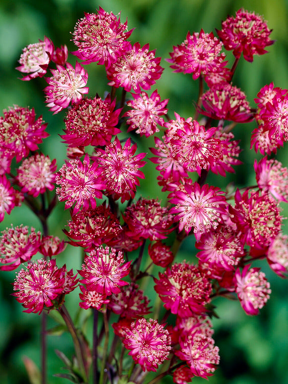 Astrance major 'Moulin Rouge' à longue floraison