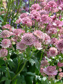 Astrance (Astrantia) Major Pink Button