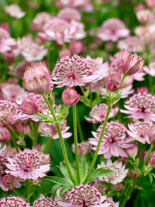 Astrance 'Pink Button' vivace pour le soleil ou la mi-ombre