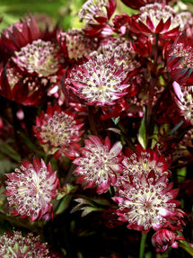 Astrance (Astrantia) Major Red Button