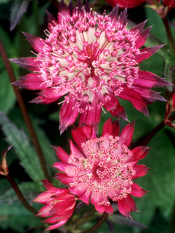 Acheter Astrance (Astrantia) major 'Red Button', livraison au printemps