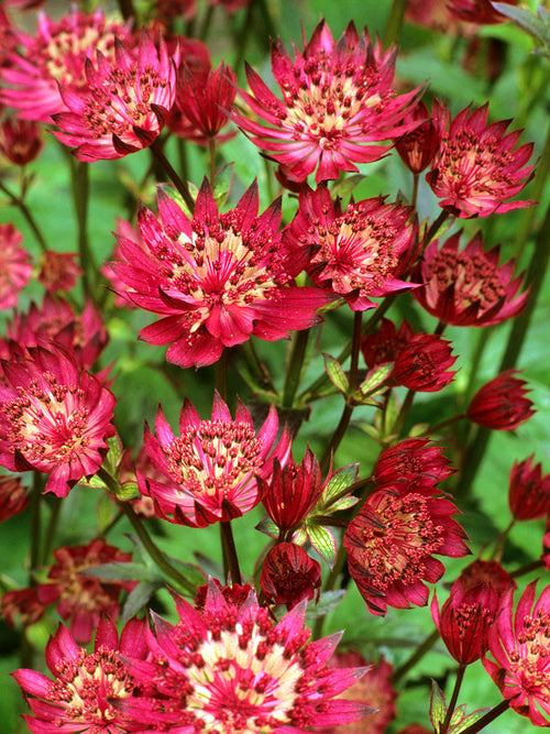 Astrance 'Red Button' vivace pour le soleil ou la mi-ombre