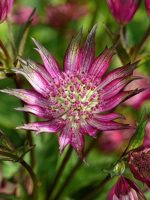 Astrance (Astrantia) 'Star of Love' | Racines nues