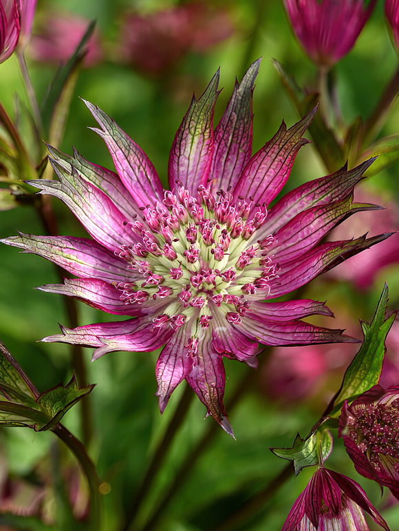 Astrance (Astrantia) 'Star of Love' | Racines nues