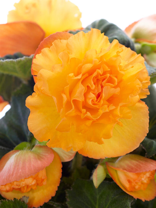 Acheter Begonia AmeriHybrid® Picotee Ruffled Apricot Tubercules