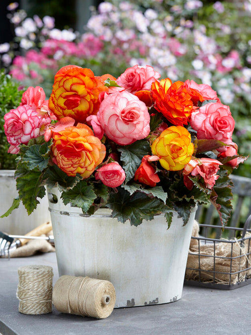 Acheter des plantes de mélange de bégonias tropicaux