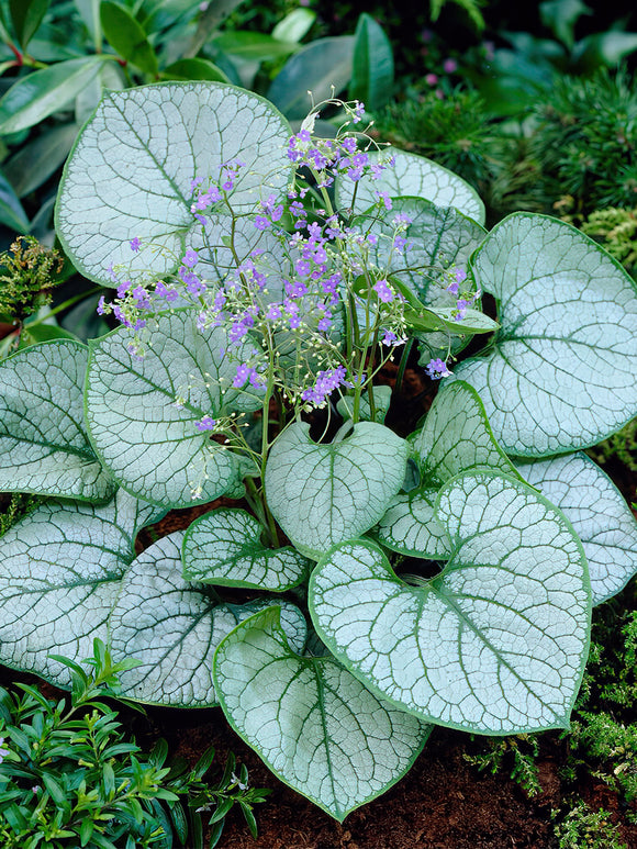 Acheter Brunnera Jack Frost