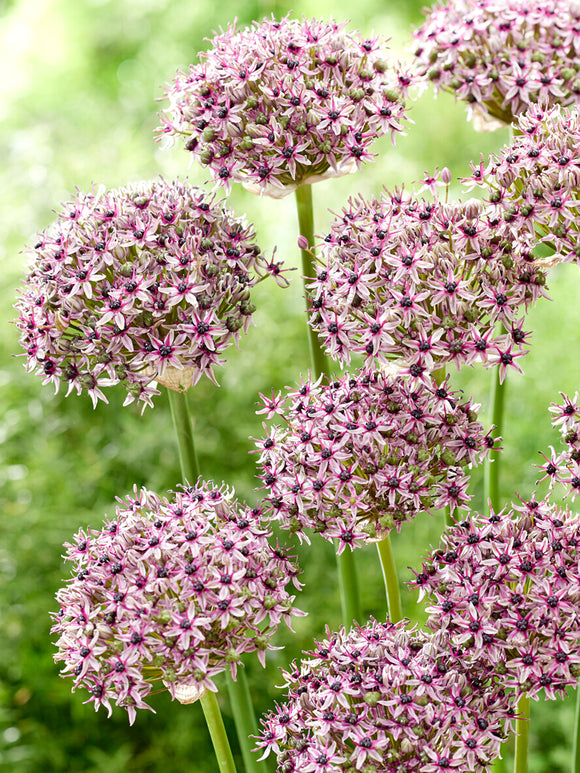 Allium Starlight bulbes premium