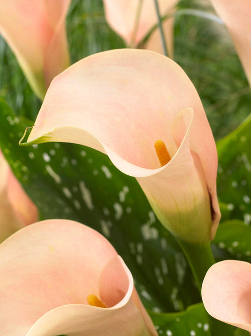 Calla Auckland