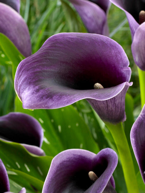 Calla Akela