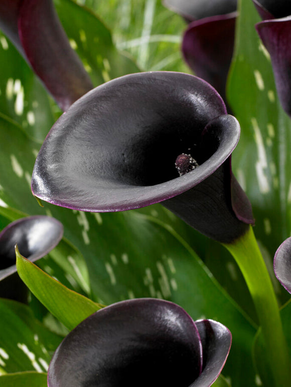 Calla Cantor Bulbs