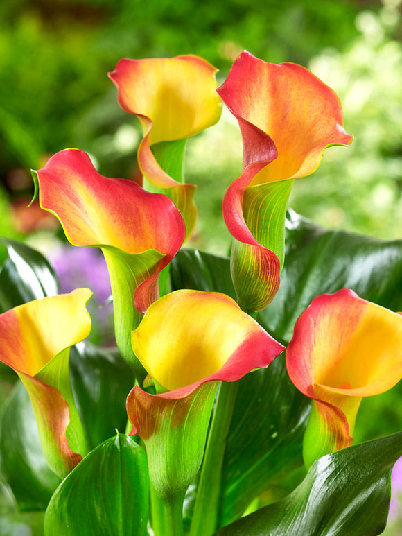 Acheter Calla Captain Lido Bulbes