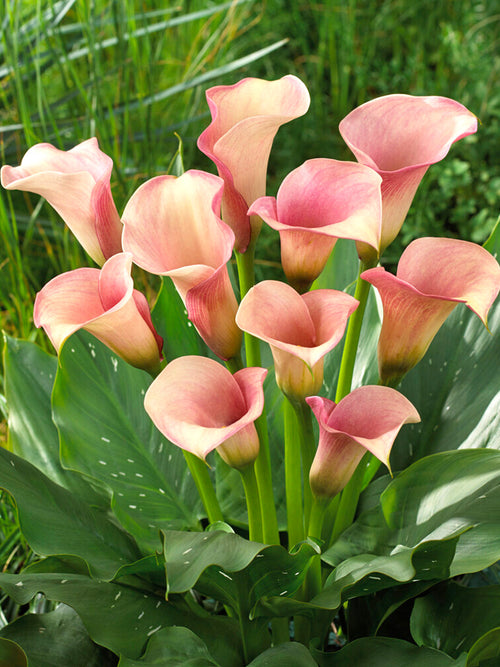 Acheter Calla Captain Rosette Bulbes