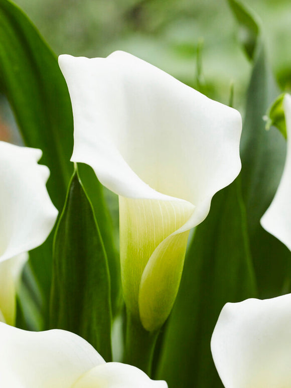Calla White Art