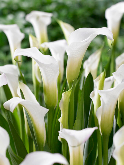 Acheter Calla White Art bulbes