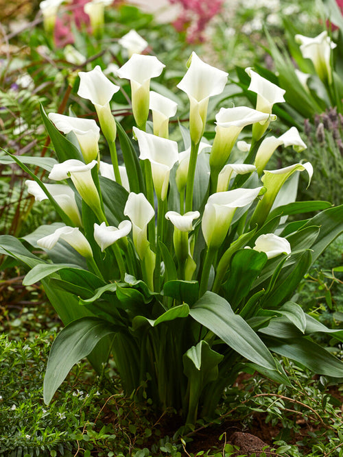 Acheter Calla Bulbes