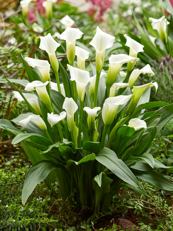 Acheter Calla Bulbes